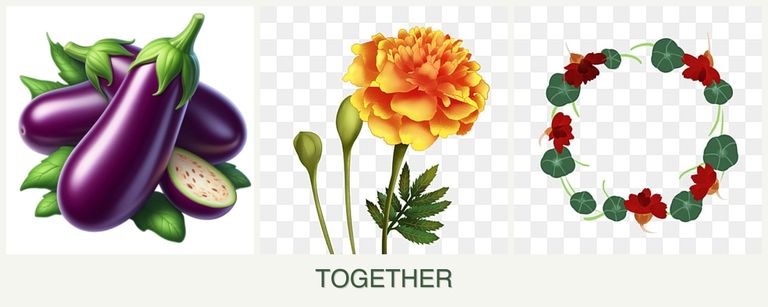 Can you plant eggplant, marigolds and nasturtiums together?
