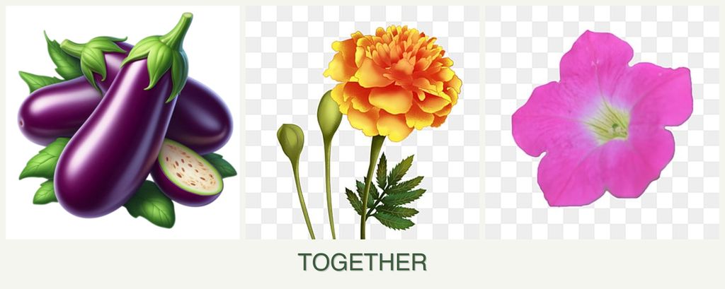 Can you plant eggplant, marigolds and petunias together?