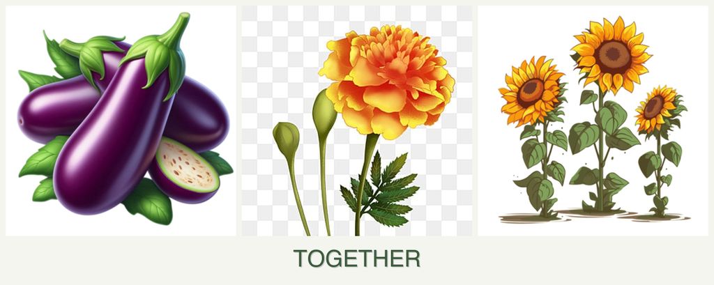 Can you plant eggplant, marigolds and sunflowers together?