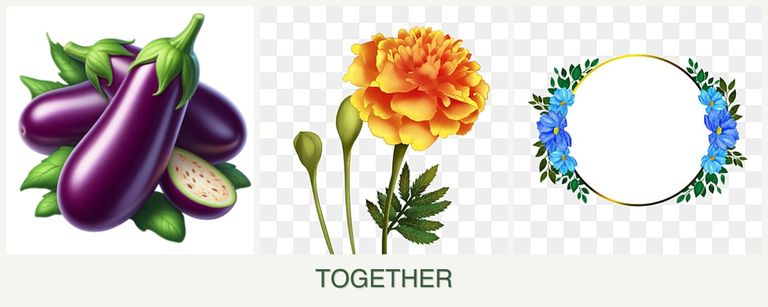 Can you plant eggplant, marigolds and zinnias together?