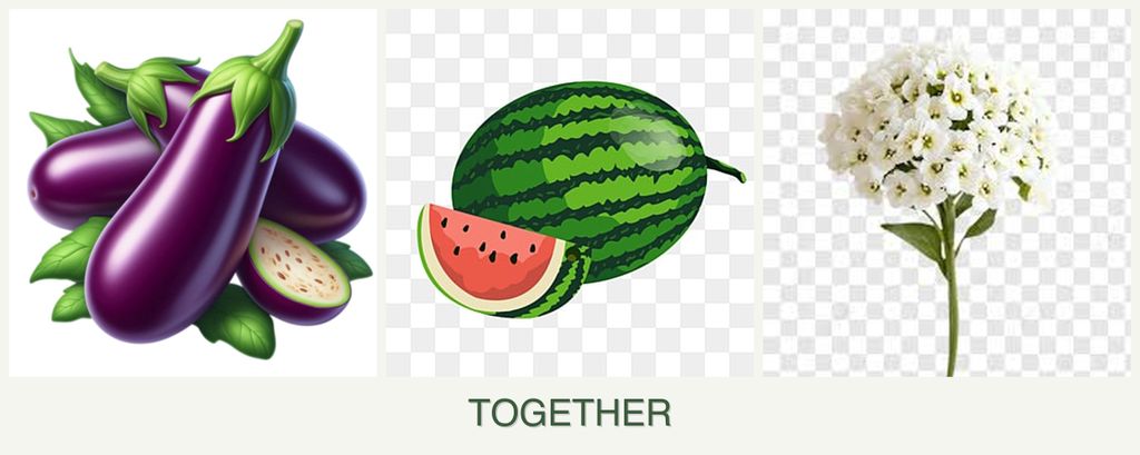 Can you plant eggplant, melons and alyssum together?