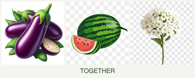 Can you plant eggplant, melons and alyssum together?
