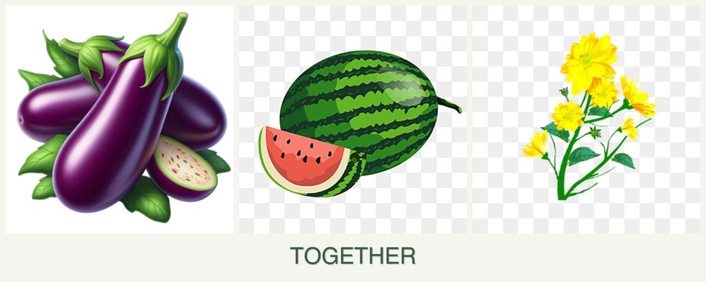 Can you plant eggplant, melons and calendula together?