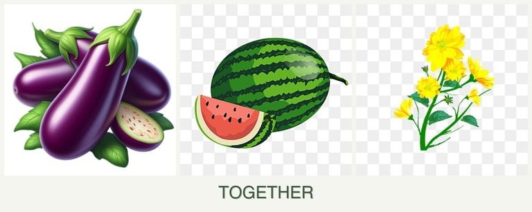 Can you plant eggplant, melons and calendula together?