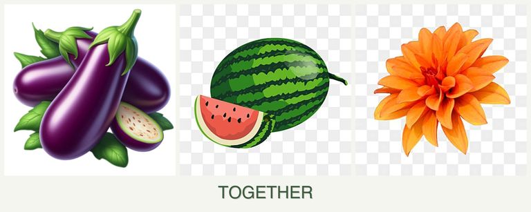 Can you plant eggplant, melons and dahlias together?