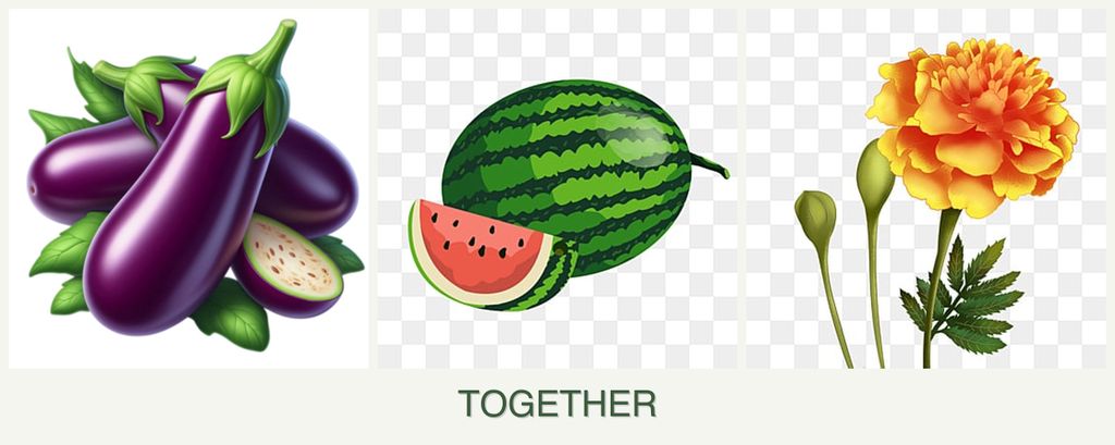 Can you plant eggplant, melons and marigolds together?