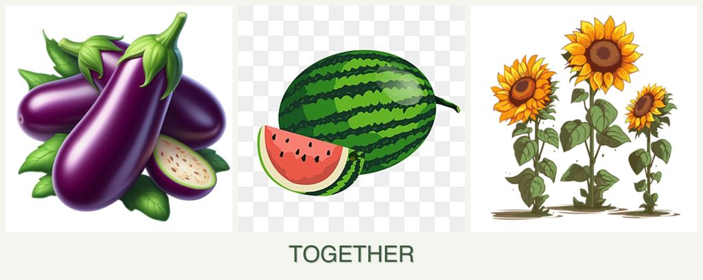 Can you plant eggplant, melons and sunflowers together?
