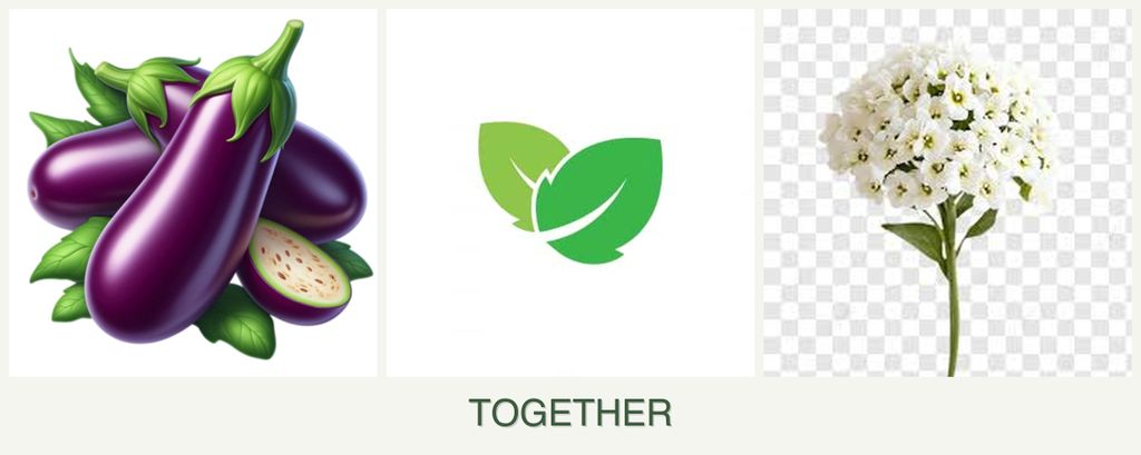 Can you plant eggplant, mint and alyssum together?