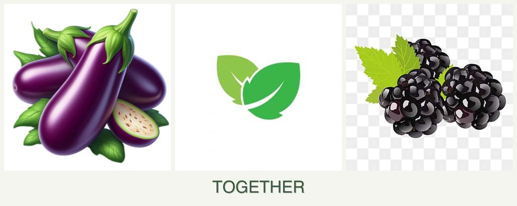 Can you plant eggplant, mint and blackberries together?
