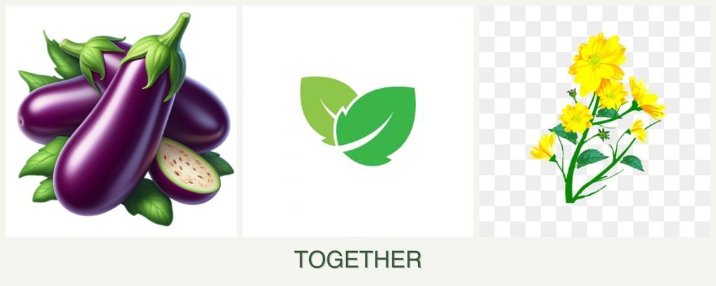 Can you plant eggplant, mint and calendula together?