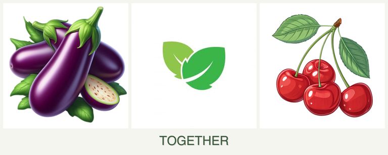 Can you plant eggplant, mint and cherries together?