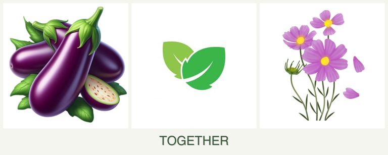 Can you plant eggplant, mint and cosmos together?