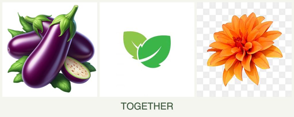 Can you plant eggplant, mint and dahlias together?