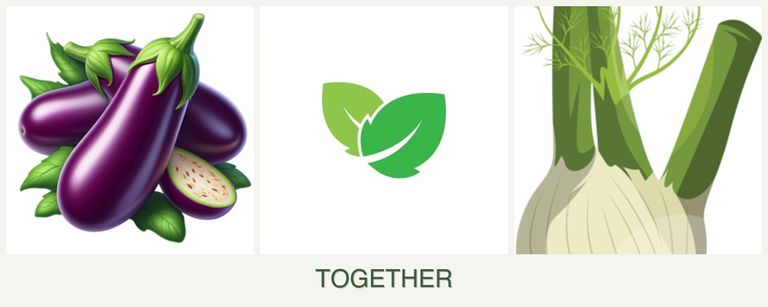 Can you plant eggplant, mint and fennel together?