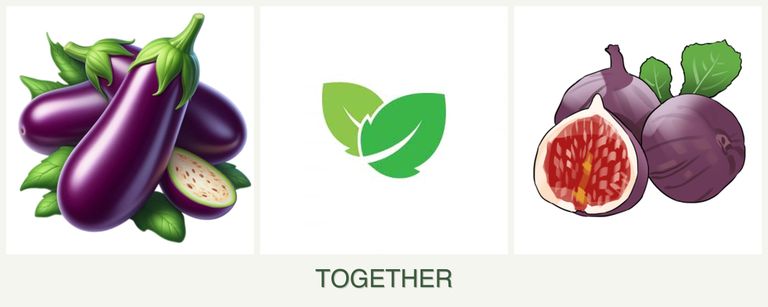 Can you plant eggplant, mint and figs together?