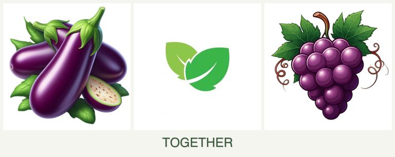 Can you plant eggplant, mint and grapes together?
