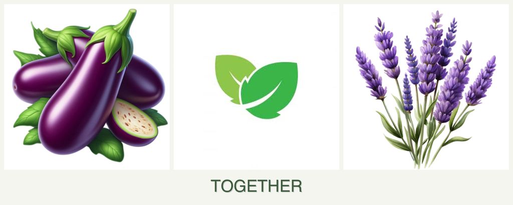 Can you plant eggplant, mint and lavender together?