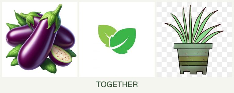 Can you plant eggplant, mint and lemongrass together?