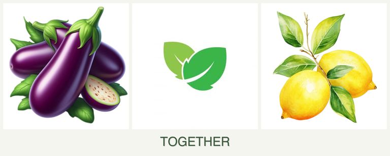Can you plant eggplant, mint and lemons together?