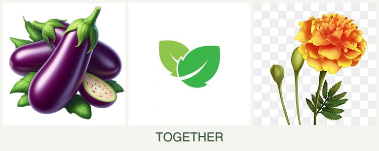 Can you plant eggplant, mint and marigolds together?
