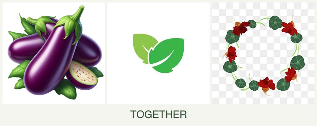 Can you plant eggplant, mint and nasturtiums together?
