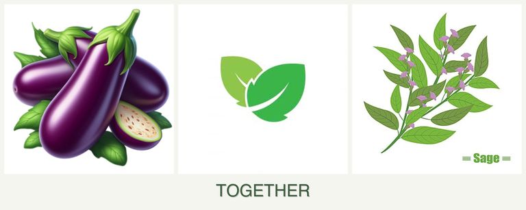 Can you plant eggplant, mint and sage together?