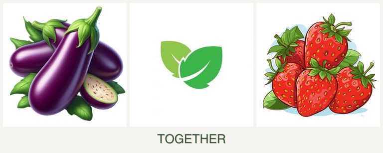 Can you plant eggplant, mint and strawberries together?