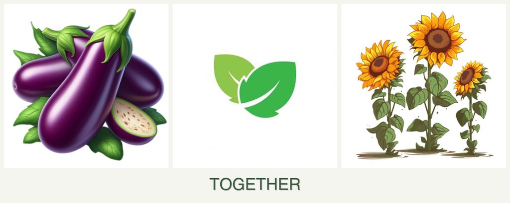 Can you plant eggplant, mint and sunflowers together?