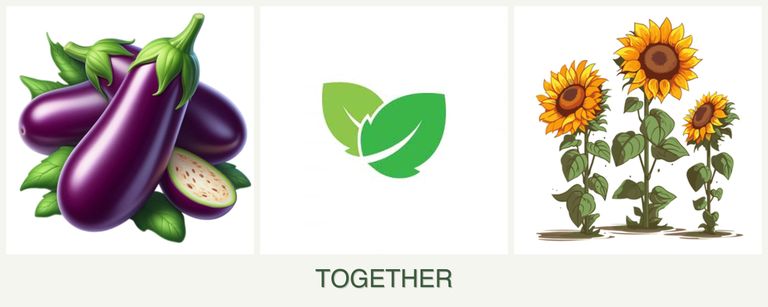 Can you plant eggplant, mint and sunflowers together?