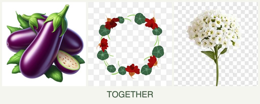 Can you plant eggplant, nasturtiums and alyssum together?