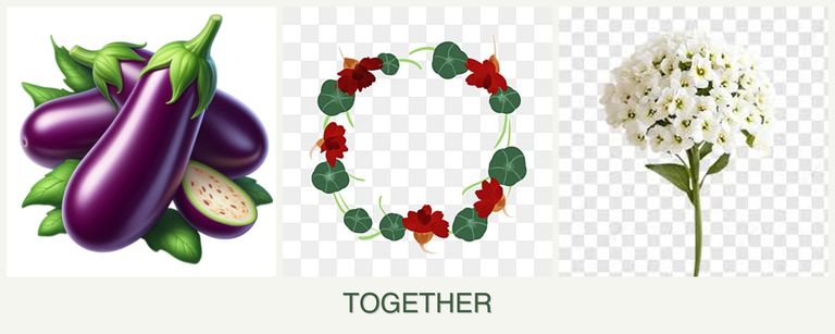 Can you plant eggplant, nasturtiums and alyssum together?