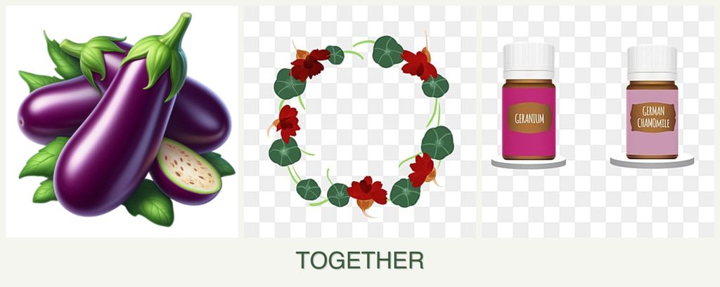 Can you plant eggplant, nasturtiums and geraniums together?