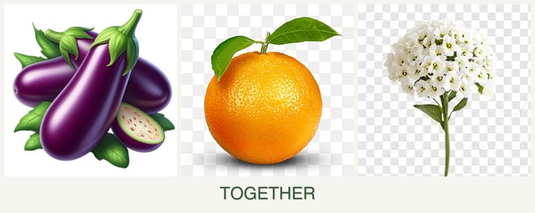 Can you plant eggplant, oranges and alyssum together?