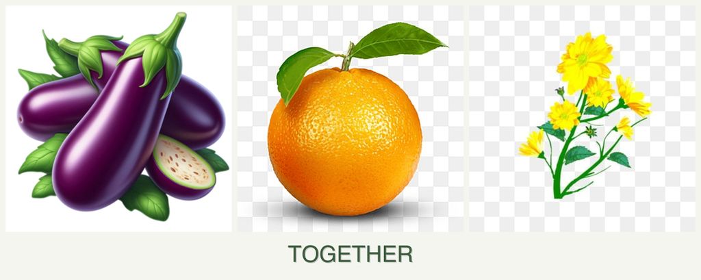 Can you plant eggplant, oranges and calendula together?