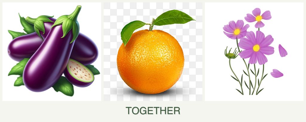 Can you plant eggplant, oranges and cosmos together?