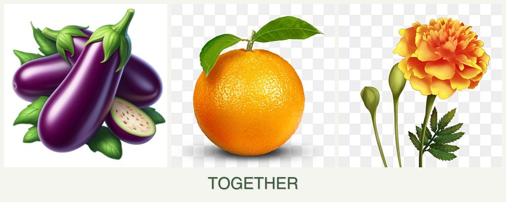 Can you plant eggplant, oranges and marigolds together?