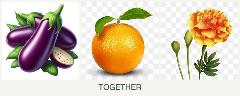 Can you plant eggplant, oranges and marigolds together?