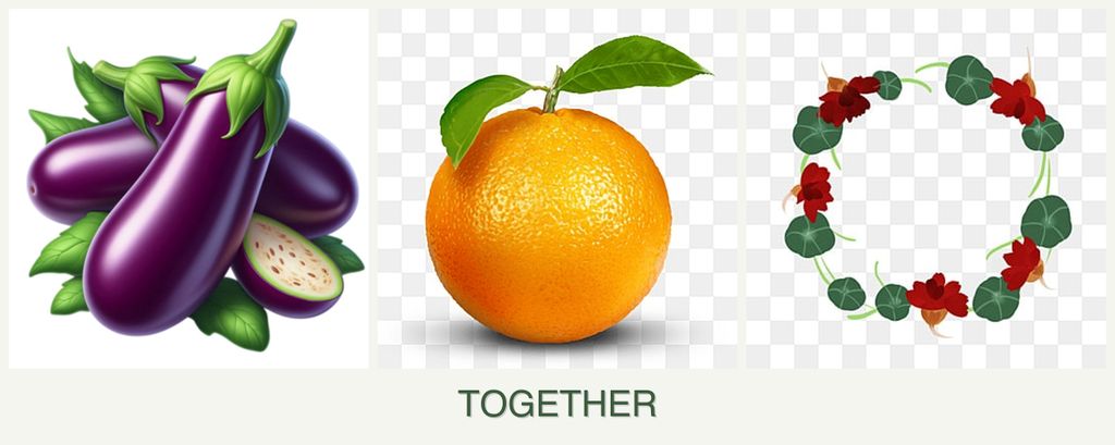 Can you plant eggplant, oranges and nasturtiums together?