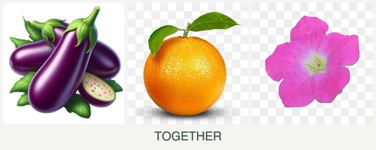 Can you plant eggplant, oranges and petunias together?