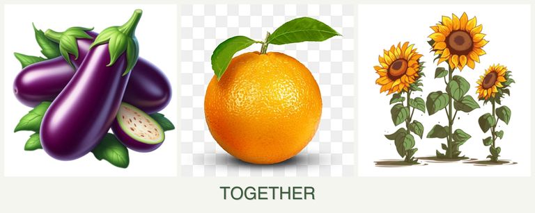 Can you plant eggplant, oranges and sunflowers together?