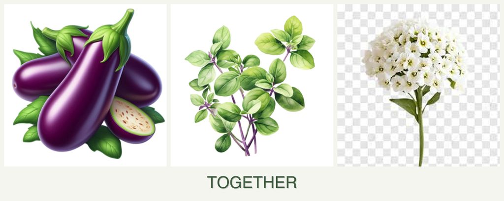 Can you plant eggplant, oregano and alyssum together?