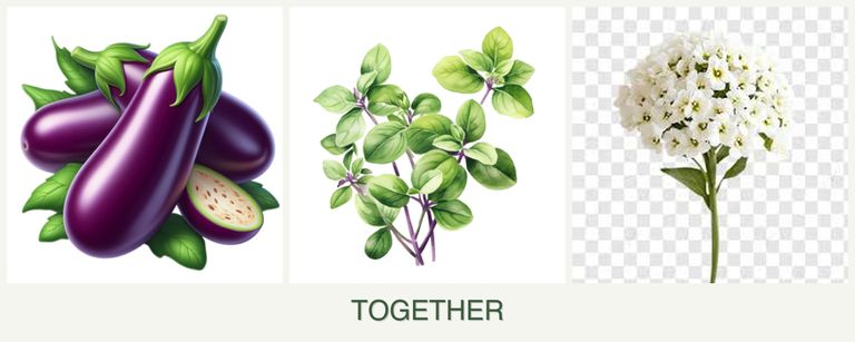 Can you plant eggplant, oregano and alyssum together?