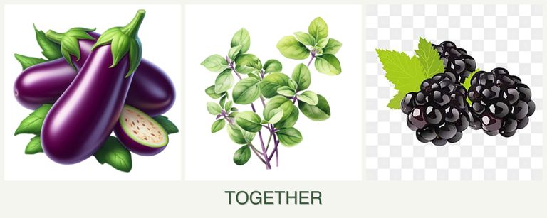Can you plant eggplant, oregano and blackberries together?
