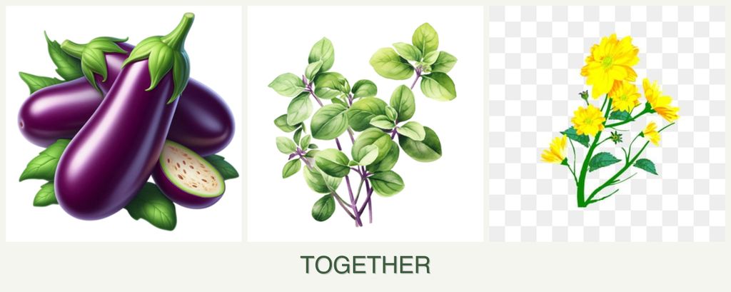 Can you plant eggplant, oregano and calendula together?