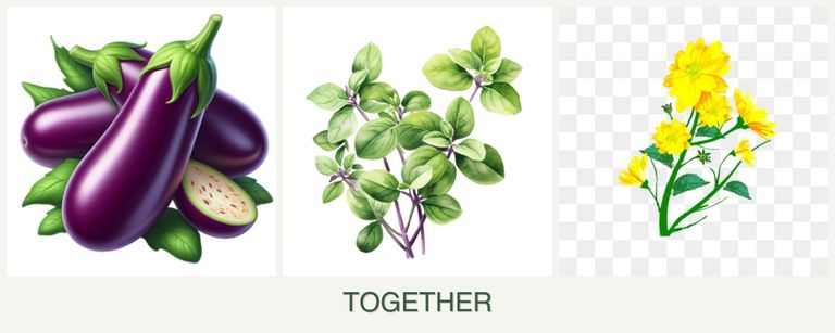 Can you plant eggplant, oregano and calendula together?
