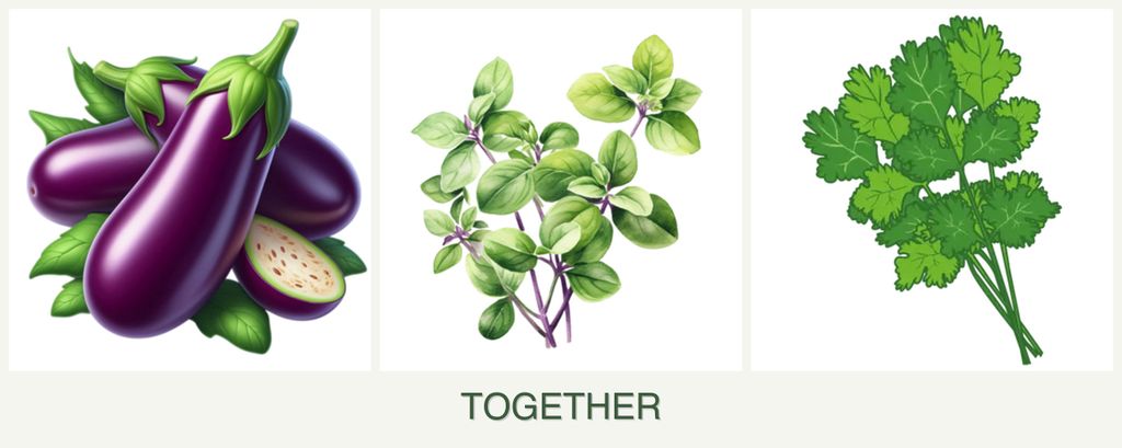 Can you plant eggplant, oregano and cilantro together?