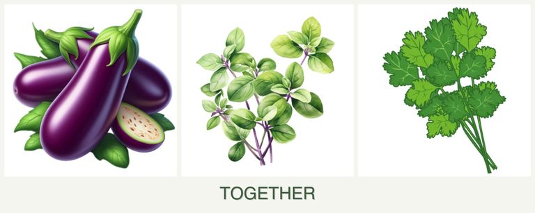 Can you plant eggplant, oregano and cilantro together?