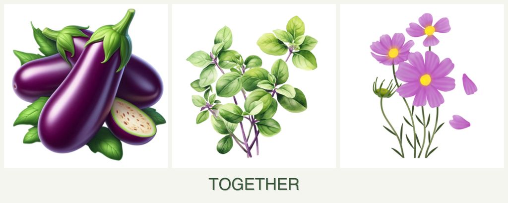 Can you plant eggplant, oregano and cosmos together?