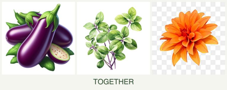 Can you plant eggplant, oregano and dahlias together?