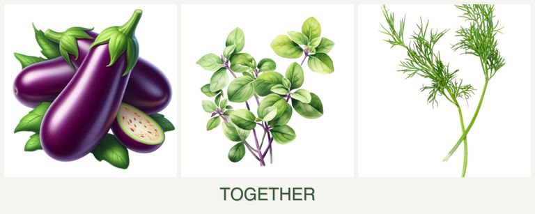 Can you plant eggplant, oregano and dill together?